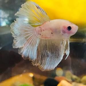 Meet your Posher, Alyce